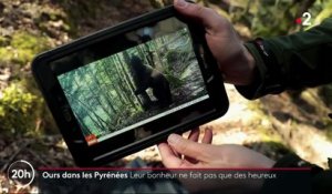 Pyrénées : la prolifération des ours ravit les écologistes mais inquiète les éleveurs