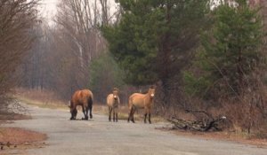 Le cheval Przewalski,  une espèce menacée qui prospère à Tchernobyl