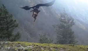 Il filme l'impressionnante chasse d'un aigle royal, qui s'envole en capturant un cadavre de renard