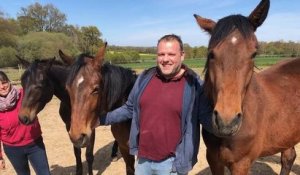 Bretagne : en deux ans et demi, cette association a déjà sauvé près de 200 chevaux de l'abattoir