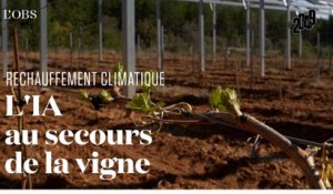 Une ombrière intelligente pour sauver les vignes du sud de la France