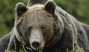 Arthur, le plus grand ours brun d'Europe, a été tué par un prince du Liechtenstein