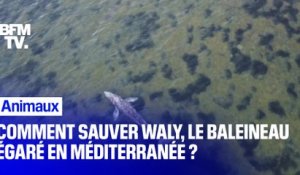 Comment sauver Waly, le baleineau égaré en Méditerranée ?