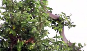 Ce serpent s'est réfugié dans un arbre pour échapper à une mangouste