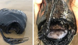 Californie : ce gros poisson, qui vit dans les profondeurs des océans, s'est échoué sur une plage