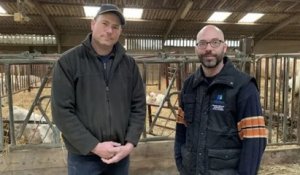 [En Charolais] Ils achètent leurs taureaux en copropriété pour accéder à une meilleure génétique