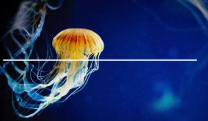 Piqûre de méduse : que faire ?
