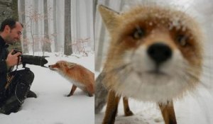 Ce fil Twitter amusant recense les meilleurs « photobombs » d'animaux interrompant des photographes animaliers