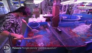 Thaïlande : à la découverte du plus grand marché aux poissons d'aquarium du monde