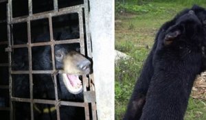 Vietnam : deux ours noirs, retenus prisonniers dans un sous-sol sombre pendant 17 ans, ont été sauvés par une association