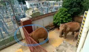 L’inarrêtable troupeau d’éléphants sauvages continue de semer la pagaille en Chine