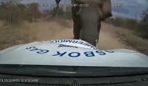 Un éléphant en colère vient charger une jeep en pleine savane