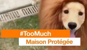 #TooMuch - Maison Protégée - Orange