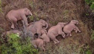 Échappés d'une réserve naturelle et en road trip depuis 500km, ces éléphants ont bien mérité leur sieste en liberté