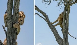 Kenya : un lion, poursuivi par un troupeau de buffles, se réfugie dans un arbre