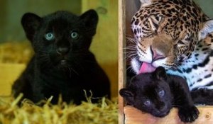 Naissance d'un magnifique jaguar noir dans un sanctuaire britannique dédié aux grands félins