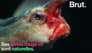 Le poisson chauve-souris à lèvres rouges