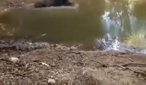 Un sanglier plonge dans l'eau pour échapper aux chiens de chasse