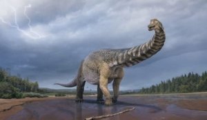 Une nouvelle espèce de dinosaure, l'un des plus grands au monde, a été identifiée en Australie
