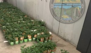 Près de 400 plants de cannabis ont été mis en vente dans des supermarchés et des jardineries du Puy-de-Dôme