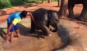Ce Bebe Elephant Adore Prendre Son Bain Trop Mignon Sur Orange Videos