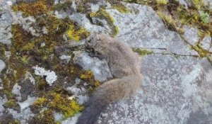 Deux nouvelles espèces d'écureuils volants ont été identifiées dans l'Himalaya