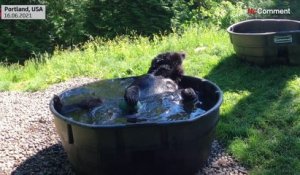 L'ours noir "Takoda" prend son bain au zoo de Portland, en Oregon