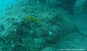 Monaco: L’institut océanographique au chevet des hippocampes