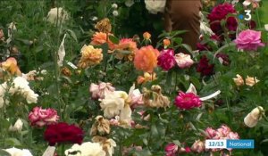 Cinéma : Catherine Frot découvre le métier d'obtenteur de roses