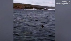 Un grand requin blanc arrive toujours à ses fins...