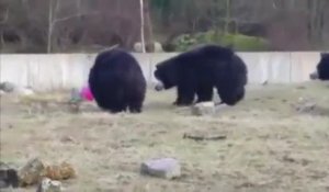Trois ours jouent avec un ballon