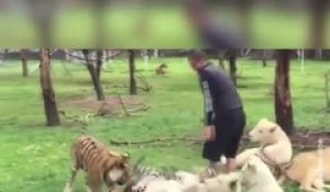 Un dresseur est sauvé de justesse par un tigre