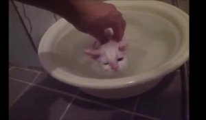 Ce chaton refuse de quitter son bain