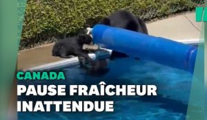 La pause fraîcheur de ces oursons montre l'ampleur de la vague de chaleur au Canada