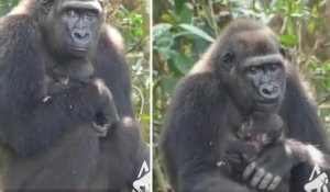 Nés dans des zoos, ces deux gorilles réintroduits dans la nature ont donné naissance à un bébé