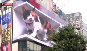 Tokyo : un chat en 3D affole les passants