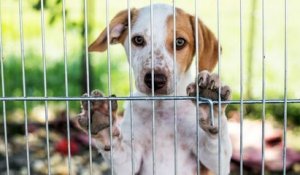 La SPA lance un cri d'alerte face au nombre d'abandons d'animaux qui explose en France
