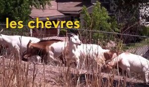 Californie : des chèvres pour lutter contre les incendies