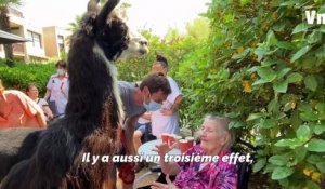 À Hyères, Jules le lama rend visite aux  personnes âgées