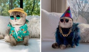 Ce chat « fashionista » fait le buzz sur les réseaux sociaux grâce à ses tenues renversantes