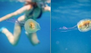 Australie : il photographie un poisson vivant bloqué dans le corps d'une méduse