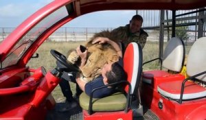 Un gros lion très calin grimpe dans une voiture