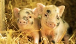 Devenez le parrain ou la marraine de cochons sauvés de l'abattoir grâce à l'association Groin Groin