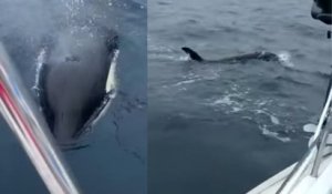 Une orque vient percuter un voilier dans le golfe de Gascogne, du jamais vu dans les eaux françaises