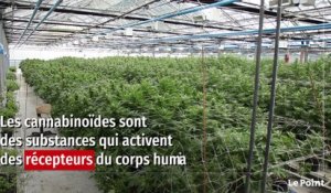 CBD : une hypocrisie française ?