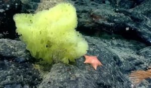 Les répliques parfaites de Bob l'éponge et Patrick l'étoile de mer ont été découvertes dans l'océan Atlantique