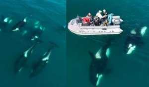 Une expédition russe parvient à filmer un groupe de sept orques nageant ensemble en harmonie