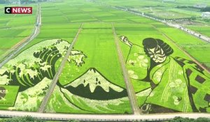 Japon : des rizières transformées en œuvre d'Art