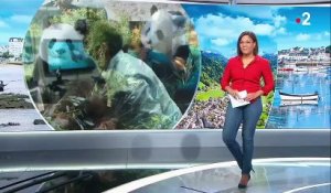 Zoo de Beauval : Huan Huan a donné naissance à deux bébés pandas