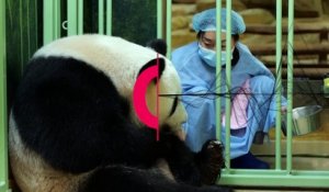 Les deux bébés pandas tant attendus sont enfin nés au Zoo de Beauval